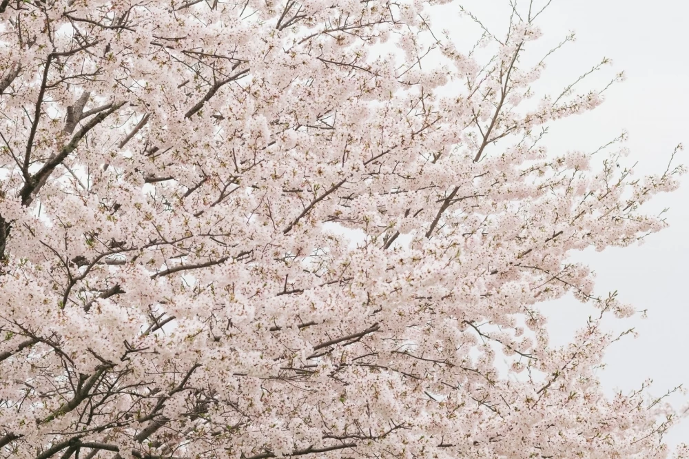 壯觀的櫻花樹到櫻花步道並齊。嚴選日本東北地區春日「必看名勝」